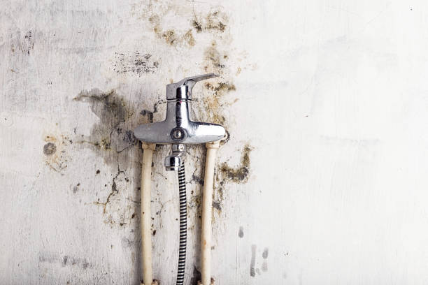 Best Industrial Mold Remediation in Harristown, IL