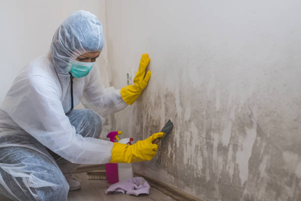 Best HVAC Mold Remediation in Harristown, IL