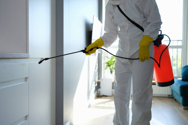 Best Post-Flood Mold Remediation in Harristown, IL