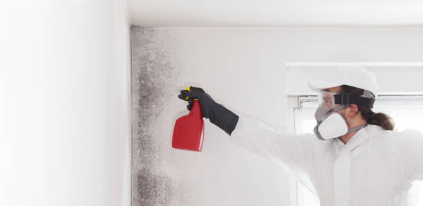 Best DIY Mold Remediation Support Services in Harristown, IL
