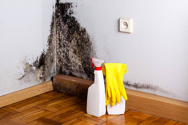 Best Insurance-Related Mold Remediation in Harristown, IL