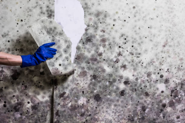 Best Preventive Mold Services in Harristown, IL