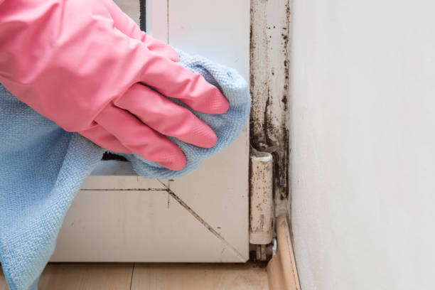 Best Basement Mold Remediation in Harristown, IL